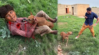 Pitbull Dog 🐕 Na Shahmeer Phr Hamla Kardia 😱