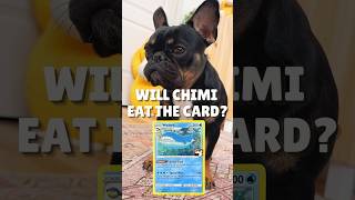 Will Chimi Eat The Card: Wailord? 🐳 #pokemon #pokemontcg #pokemoncards #playpokemon #chimi