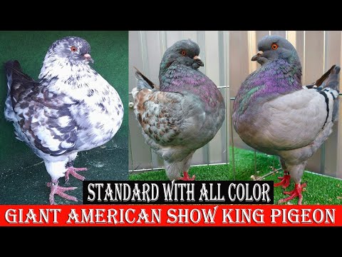 , title : 'Giant American Show King Pigeon Standard With All Color'