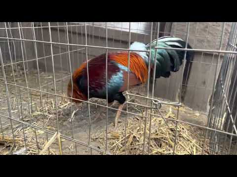 Albany’s/sweaters/Roundheads