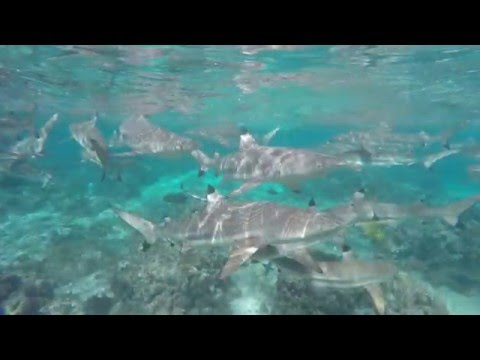 SWIMMING WITH SHARKS - Huahine Island, French Polynesia