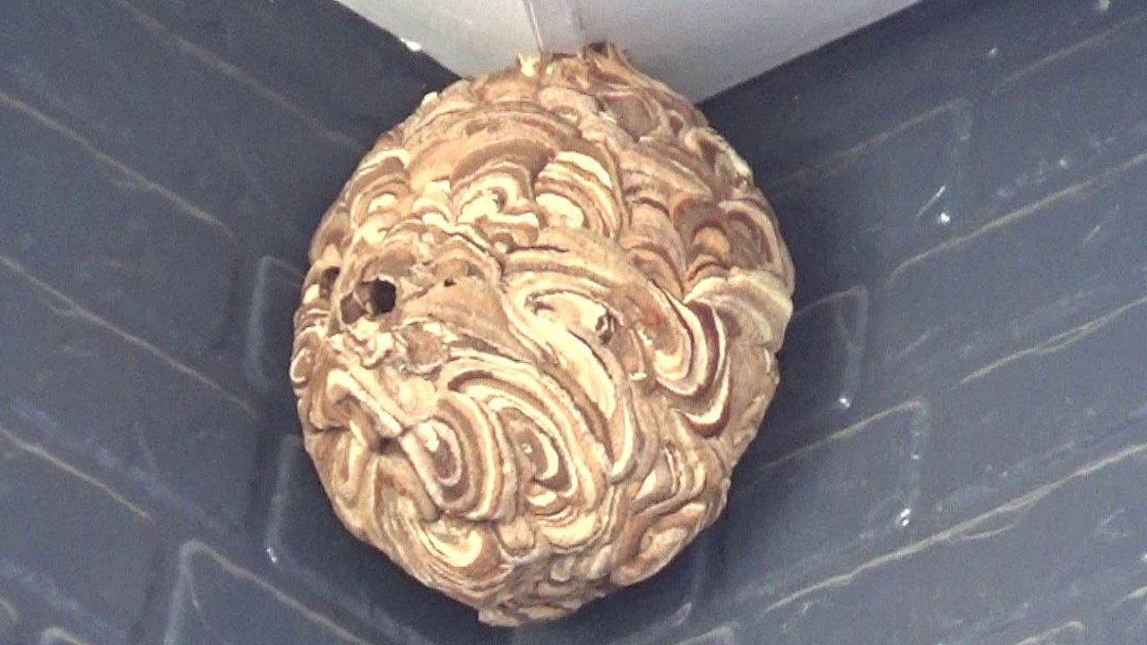 郡山市でスズメバチ駆除- ２階の軒下に終焉を迎えつつあったスズメバチの巣！ Hornet Nest Removal