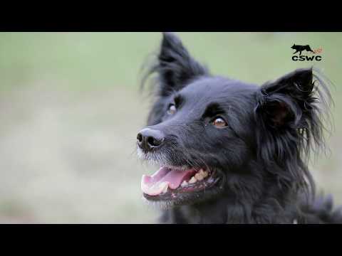download lagu mp3 mp4 Croatian Sheepdog For Sale, download lagu Croatian Sheepdog For Sale gratis, unduh video klip Croatian Sheepdog For Sale