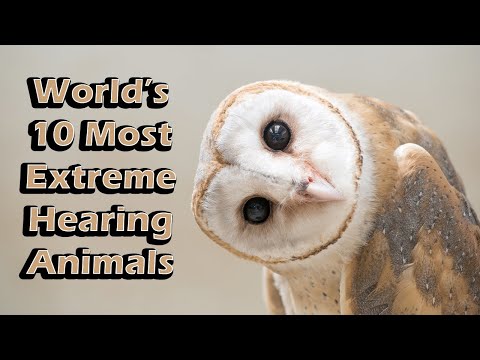 World’s 10 Most Extreme Hearing Animals