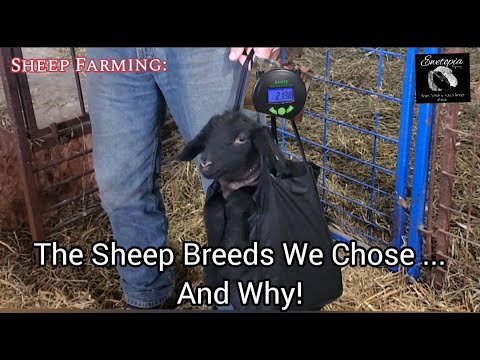 , title : 'Sheep Farming: The Sheep Breeds We Chose...And Why!'