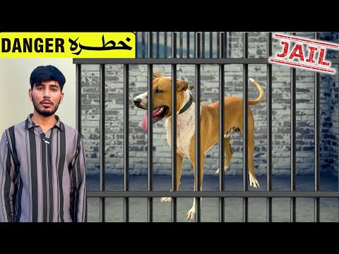 BULLY DOG BADSHAH KO JAIL HONY KA KHATRA😱