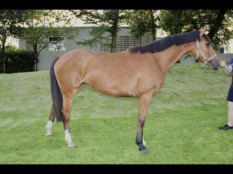 4yo Mare by Conticco - Image 2