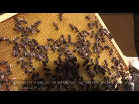 Att göra Avläggare med svärmfångarlåda