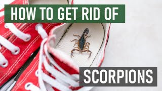 How to Get Rid of Scorpions (4 Easy Steps)