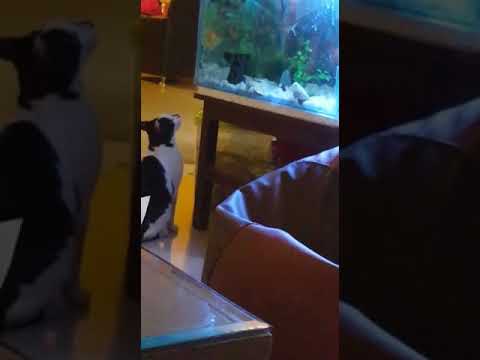 Funny Cat and fish Conversation