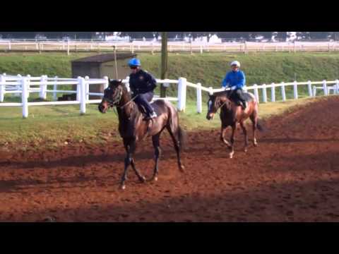 Jackson - Final workout before the Gr1 Mercury Sprint