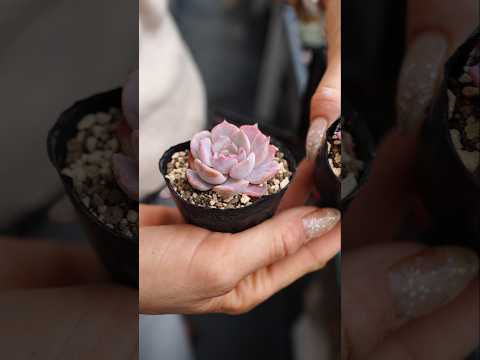 園芸 カーリーエケベリア