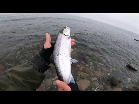 Unfassbar !!! Extrem viele MEERFORELLEN im Uferbereich !!!