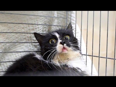 Traumatized Cat Lost Faith In Humans | Part 2