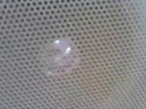 ЛИСА   ВЕТЕРИНАР   Песна за приредба