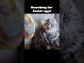 Kittens' Easter Egg Hunt!
