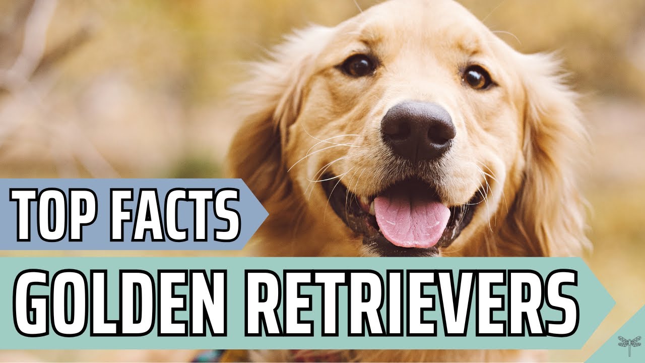 Pros & Cons of Owning a Golden Retriever | Video