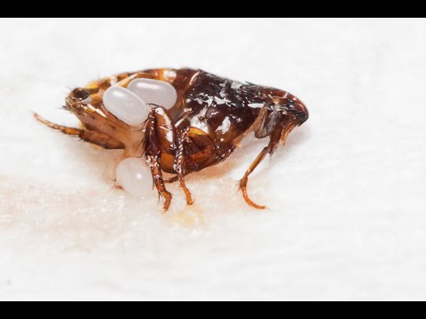 Tips to Keep Fleas Out of Your Home