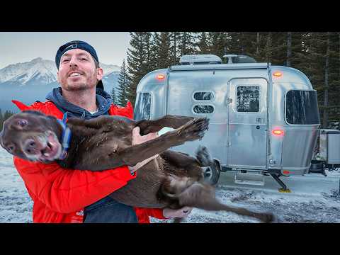Camping With My Dog In A Micro Airstream Trailer