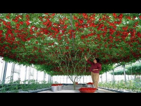 , title : 'شجرة طماطم في امريكا تنتج أكثر من نصف طن كل قطفة !! سبحان الله'