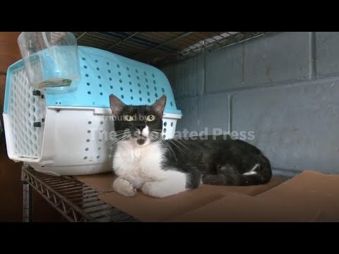 El Salvador's Bukele seeks help in caring for country's thousands of stray dogs and cats