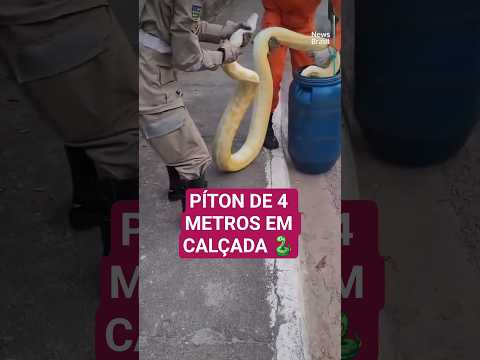 Píton de 4 metros aparece em calçada de Aruanã-GO e mobiliza Bombeiros