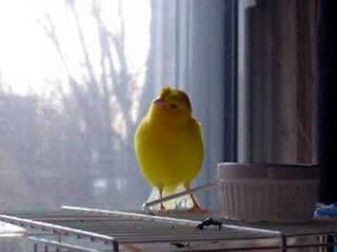 gaucho is singing outside of his cage as usual