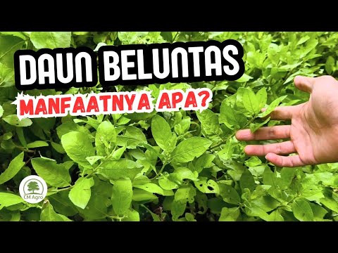 Baluntas