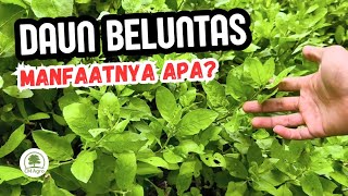 9 BENEFITS OF BELUNTAS LEAVES FOR HEALTH‼️🌱🍵🥗😊👍