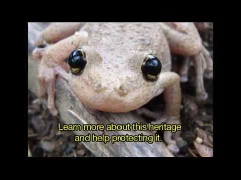 Thumbnail do vídeo A Mata Atlântica - Diversidade e Conservação de Anfíbios