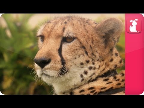 Bindi & Robert Irwin feature - Cheetahs (William) - Growing Up Wild