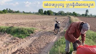 ដល់ខែធ្វើរស្រែទៀតហើយ#របៀបធ្វើរស្រែ#បានផលច្រើន#how to grow rice 🌾 #rice growing season