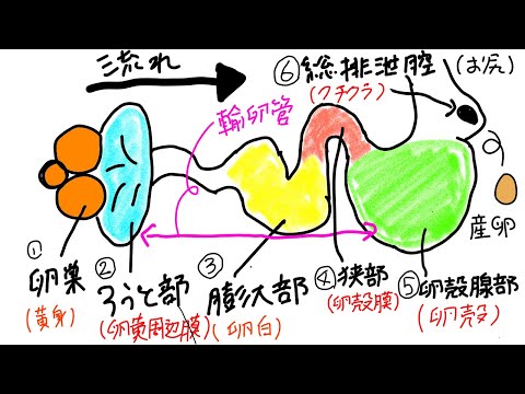 産卵鶏用の小麦を発芽させるにはどうすればよいですか？利点は何ですか?  庭園