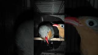 Download lagu Burung Kadalan mp3