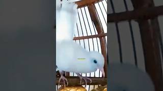 Download lagu Perkutut Putih Kapas Super Gacor Full Nguwor mp3