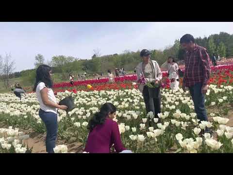 ngắm hoa Tulipas em Naigara Falls, Ontário, Canadá.