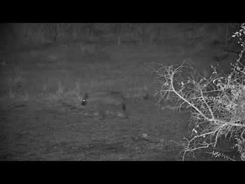 Djuma: Lone Hyena-blind in right eye walks in not long after Lions - 00:15 - 08/22/21