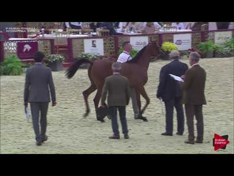 N.20 LULU JATHAB - 2019 Qatar Int. Peninsula show - Yearling Fillies (Class 1B)