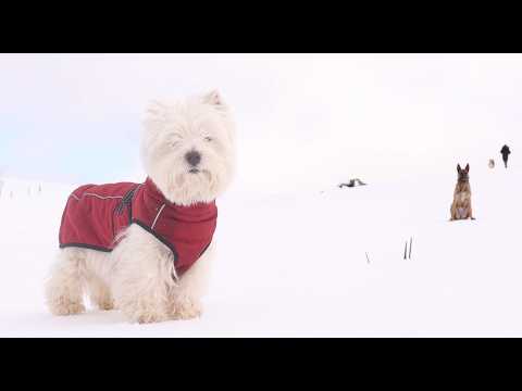 ❄️ Les Toutous font du ski — Immersion dans les Vosges