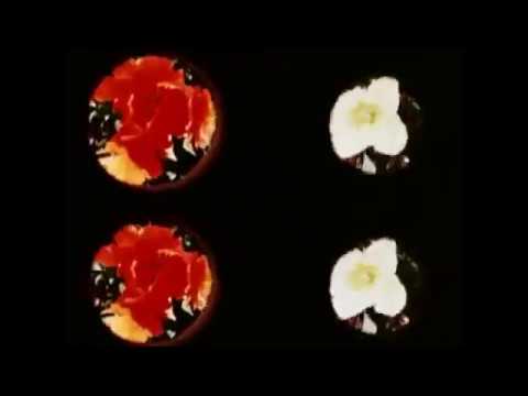 The Orange Kyte - Microdose