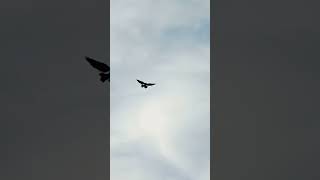 Download lagu LANDINGNYA SEPERTI BURUNG ELANG #merpati #pigeon #merpatifreefly mp3