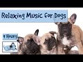 Over 9 Hours of Relaxing Music for Dogs! Try Out ...