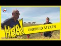 HEA! Onkruid steken op de dijk