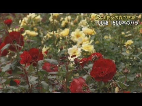 YouTube Video およそ1500本のバラが満開に 静岡・御殿場市「富士山樹空の森」