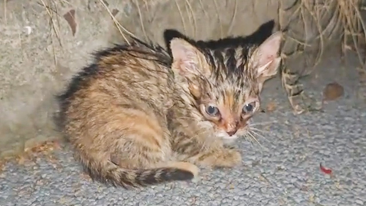 びしょ濡れの子猫を抱き上げた女性。あの日の優しさが一人と一匹の命を大きく変えた【涙】