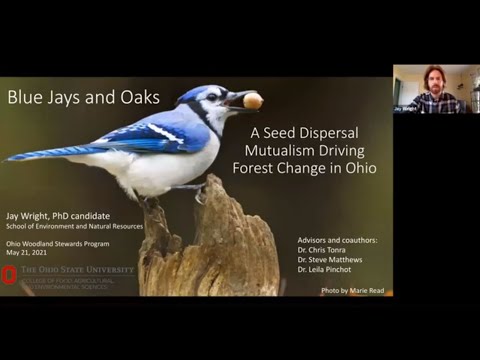 Blue Jays and Oaks: A seed dispersal mutualism driving forest change in Ohio - May 2021