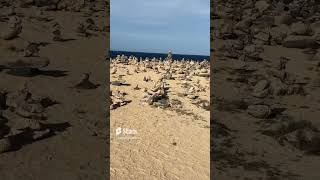 Cruise Shore Excursion Shorts - Rock Wish Garden of Aruba on the UTV Tour Adventure Cruise Excursion