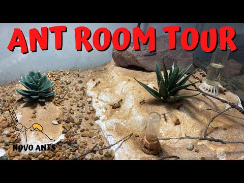 Ant room tour! Novo Ants - Ant Keeping