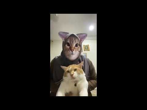 Try Not To Laugh Challenge is a hilarious compilation of cats   #Meowthemall​​​​​​​​​​​   #FunnyCats