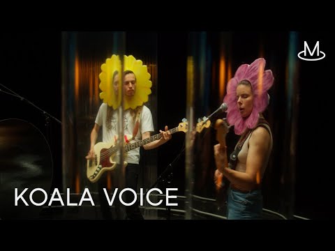 Koala Voice - Silly Plant ◎ MENT Session